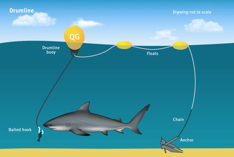 Diagram showing a drumline setup with a buoy, baited hook, chain, anchor, and floats in the ocean, designed to manage shark populations near the coastline.