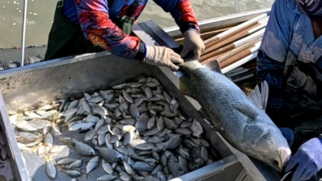 A fisheries researcher measures a fish caught in a tunnel net during a gear trial
