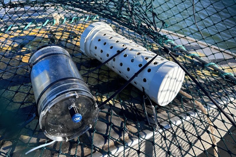 An underwater camera and bait canister are tethered inside a fish trap prior to deployment