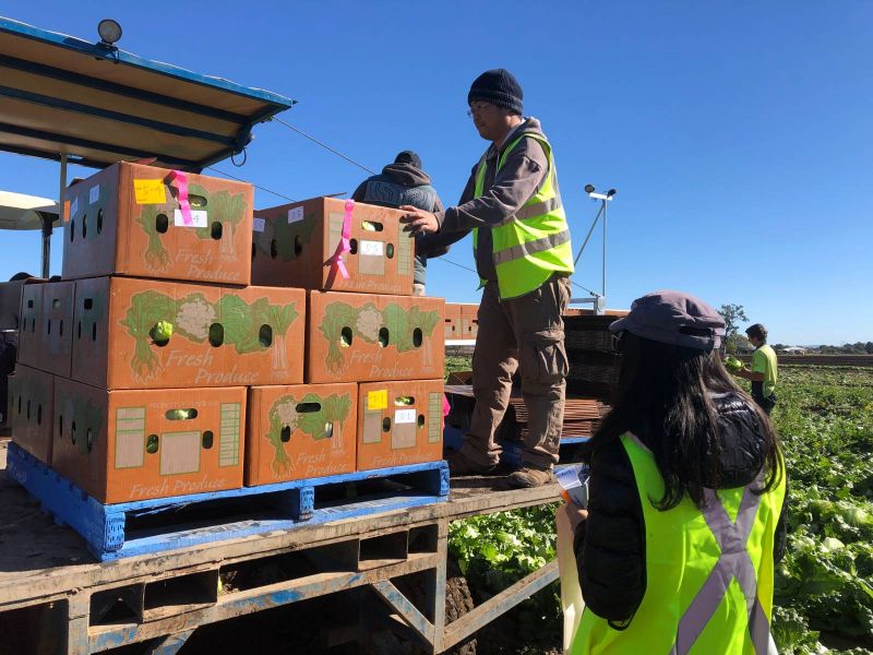 Workers load fresh vegetable cartons onto pallets for export freight to Asia.