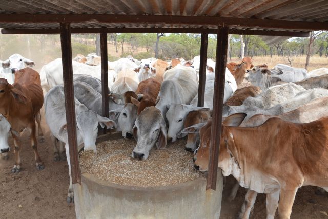 Image of a lick shed in Kidston, featuring a group of cattle gathered around a feeding trough under a corrugated metal roof, with a backdrop of dry grassland and sparse trees, illustrating livestock feeding practices in rural areas