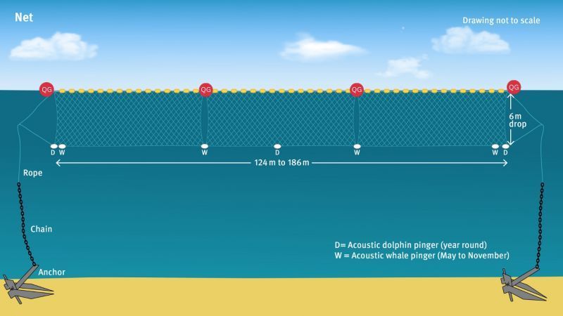 Diagram of a shark net with buoys floating at the surface, a 6-metre drop to the ocean floor, and acoustic pingers to deter dolphins and whales, showing anchoring ropes and chains at both ends.