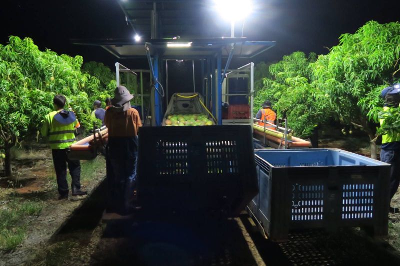 Night mango harvest with a picking platform and bins in an orchard.
