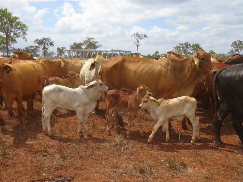 Cattle and calves in a yard at Spyglass Beef Research Facility.