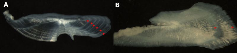Two microscope images of otolith sections labelled A and B. Red arrows point to annual opaque growth bands used to estimate fish age.