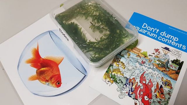 “Don’t dump aquarium contents” booklet beside a container of aquatic plant material and a goldfish illustration.