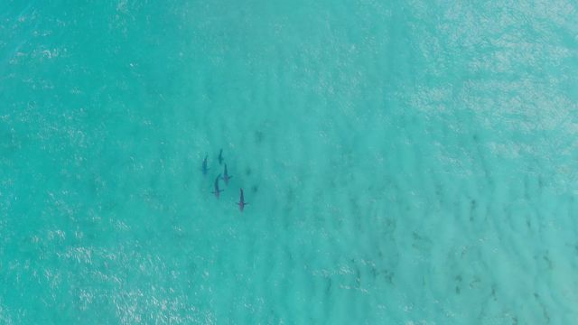 Aerial view of whaler sharks swimming in clear turquoise water.