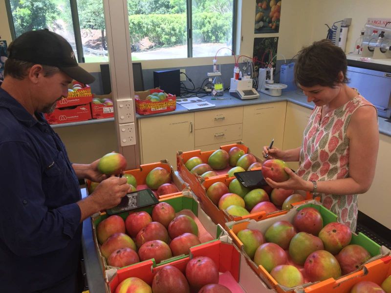 Two people assess mangoes and record quality data beside cartons in a lab.