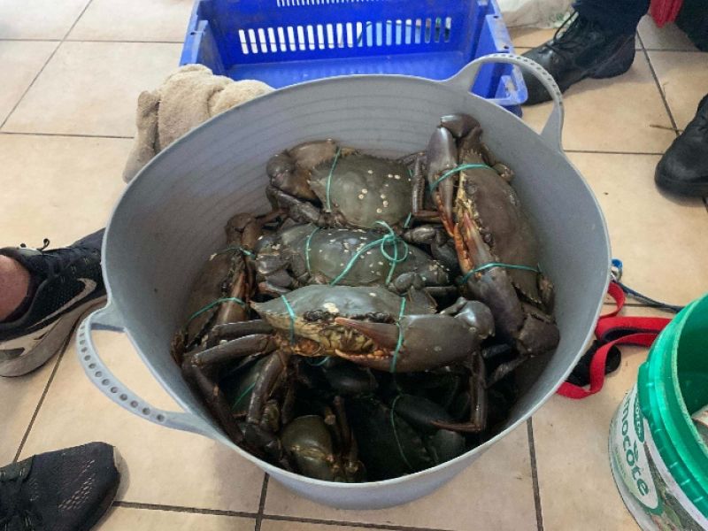 A black bucket sits on the ground. It is full of mud crabs.