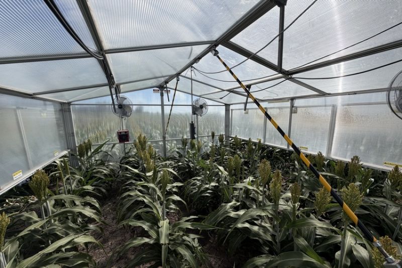 Sorghum crops inside a glasshouse.