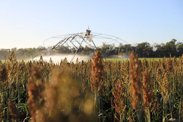 Image of a crop field with tall, ripe plants in the foreground, and a large agricultural irrigation system spraying water in the background under a clear blue sky, showcasing modern farming practices
