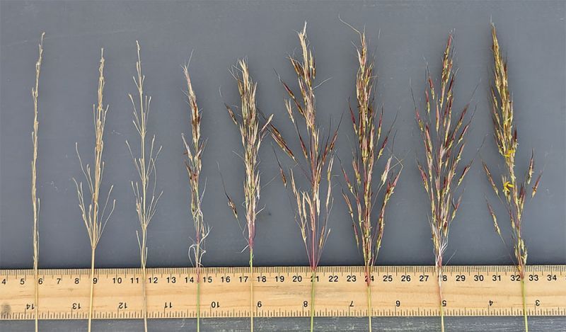 Golden beard native grass seedheads lined up against a ruler for measurement