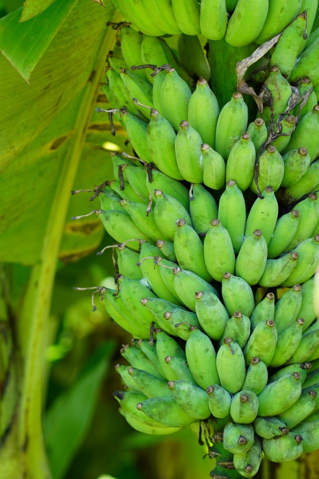 Cluster of unripe green bananas hanging from a banana tree with vibrant green leaves in the background