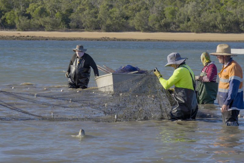 A turtle swims away unharmed from a fishing net in coastal waters