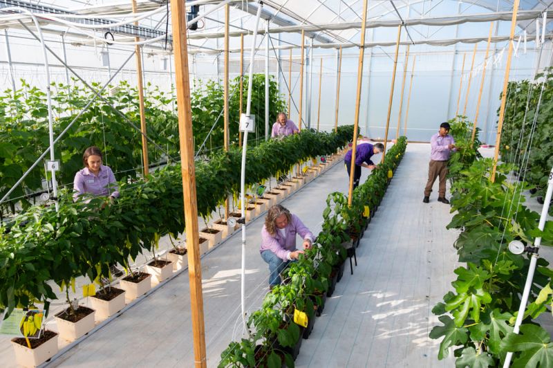 People examining potted vegetable plants growing in rows inside a greenhouse