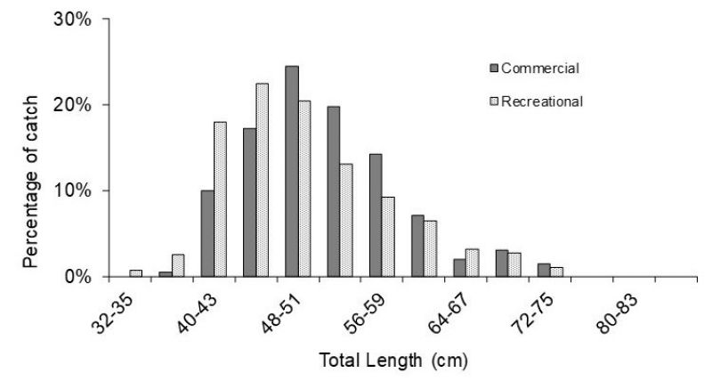  Graph 1: Length frequency of dusky flathead.