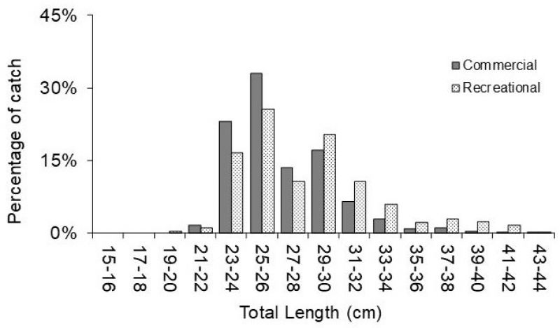  Length frequency of sand whiting from recreational and commercial sectors.
