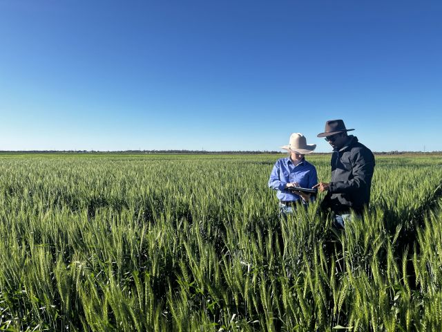 Two staff in broadacre wheat reviewing information on a tablet under clear blue sky.