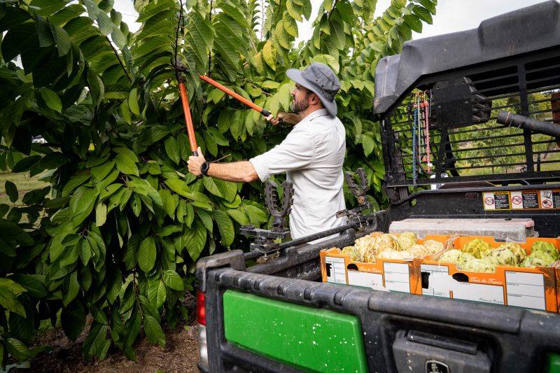 A worker harvests fruit from an orchard beside a utility vehicle at Maroochy Research Facility.