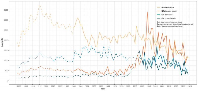 Line graph shows sea mullet commercial catch from 1899-2024 for NSW and Queensland ocean beach and estuarine fishing sectors. For NSW estuarine, catch peaked at around 3,700 tonnes in 1915 declining to around 1,138 tonnes in 2024. For NSW ocean beach, catch was around 500 tonnes until the 1980s, increasing to a peak of around 3,400 tonnes in 1994 and then declining to 1,123 tonnes in 2024. For Qld estuarine, catch peaked at around 1,750 tonnes in 1953 declining to around 488 tonnes in 2024. For Qld ocean beach, catch was around 250 tonnes until 1980, then increased to a peak of around 1,500 tonnes in 1988 and then declining to 272 tonnes in 2024. 