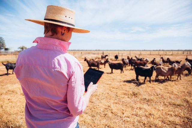 Image of a farmer wearing a wide-brimmed straw hat and a pink shirt, holding a tablet while monitoring a herd of goats in a dry, fenced paddock under a bright blue sky, highlighting the integration of technology in agriculture