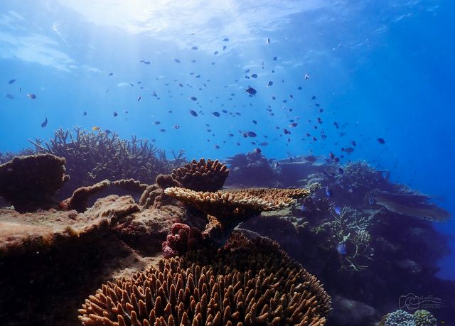 Underwater view of the Great Barrier Reef, showing diverse coral formations and small fish swimming in clear blue water