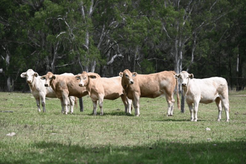 A group of light-coloured cows stand in a grassy field looking at the camera. They have Ceres Tag ear tags attached to their ears.