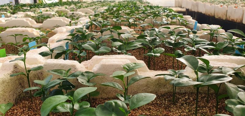 Rows of seedlings growing in propagation trays at Bundaberg Research Facility.