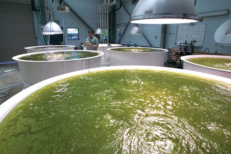 A technician monitors large aquaculture tanks inside the Northern Fisheries Centre.