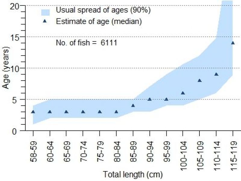 Graph of the age of barramundi in the southern Gulf of Carpentaria, where the shaded area is the majority of the fish (90%) and the triangle is the median age at that length. Sample size is 9849.