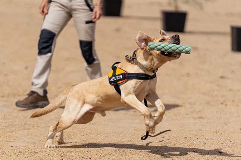  The electric ant detection dog named Ziggy, running with a toy in his mouth