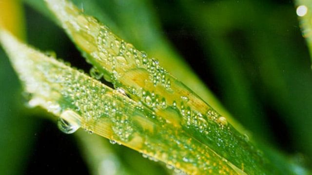 Close-up of a green leaf with small pale lesions and water droplets.