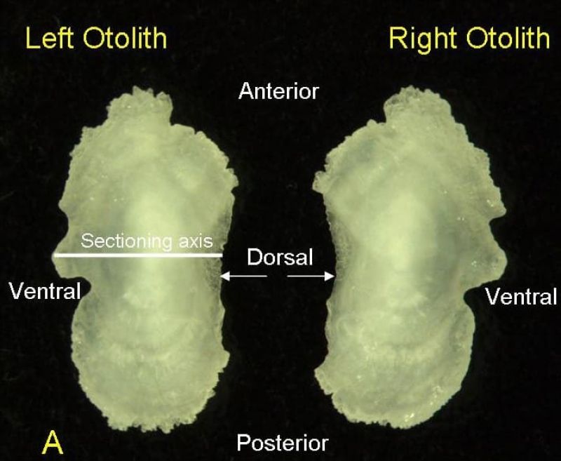 Photo of left and right otoliths labelled with anterior/posterior and dorsal/ventral, showing a line that marks the sectioning axis used to prepare otolith sections for age estimation.
