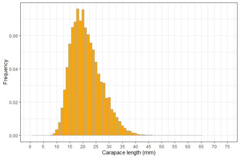 Length compositions of eastern king prawn aggregated across time for the Queensland fishery independent beam trawl survey in Moreton Bay. The fishery independent length frequency data had a smaller size range of prawns from 5–40 mm carapace length.
