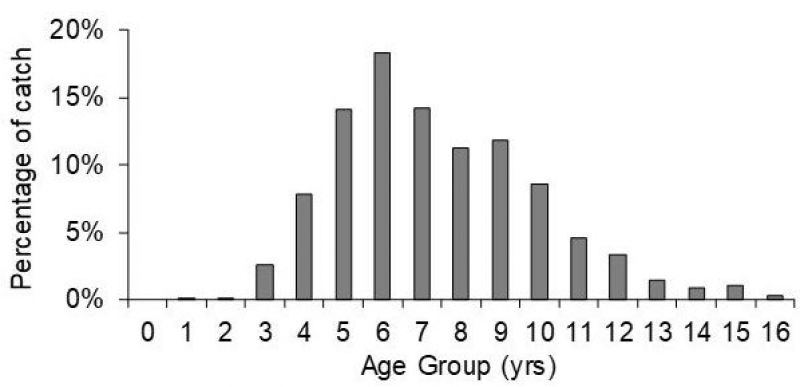 Age frequency of yellowfin bream.