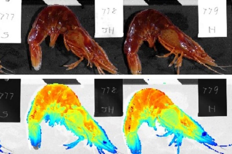 2 prawns sitting on black surface with white tags with numbers and letters on them. Below these prawns are 2 hyperspectral images of the prawns, with orange, yellow, red, blue and green colours.