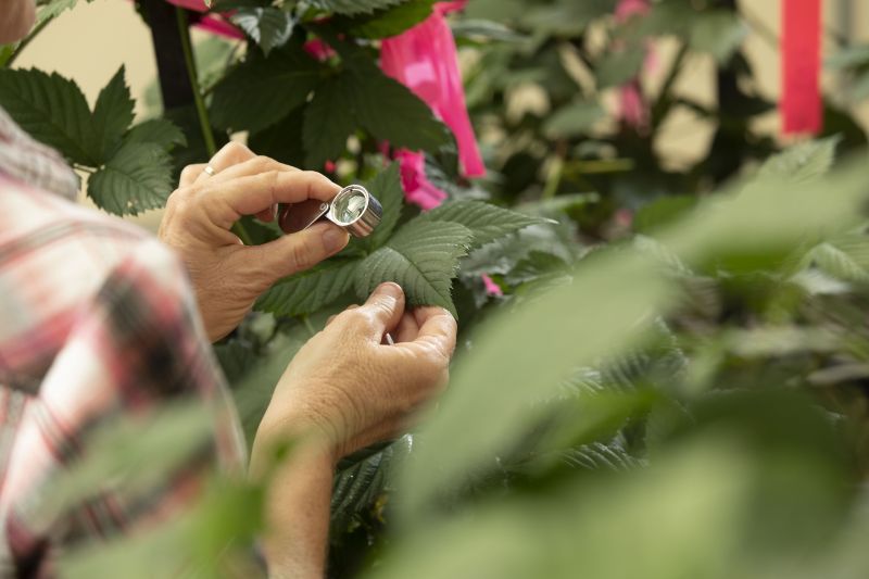 Hands use a magnifying loupe to examine a leaf in a glasshouse at Redlands Research Facility.