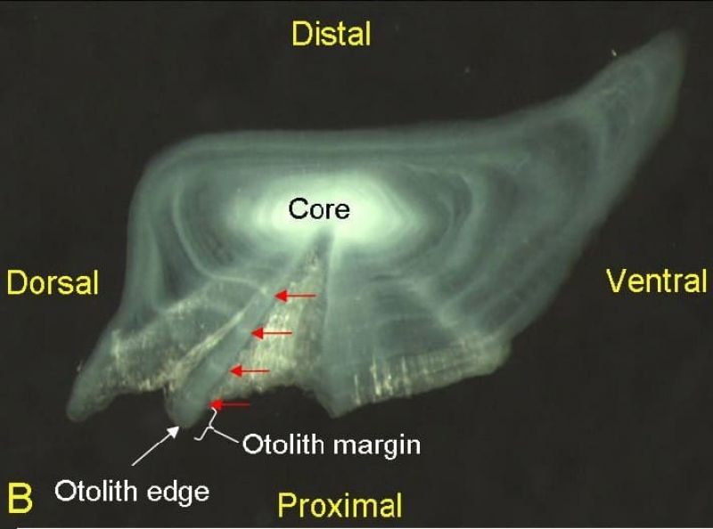 Microscope image of a sectioned otolith labelled with orientation terms (distal, proximal, dorsal, ventral) and key parts (core, otolith margin and otolith edge).