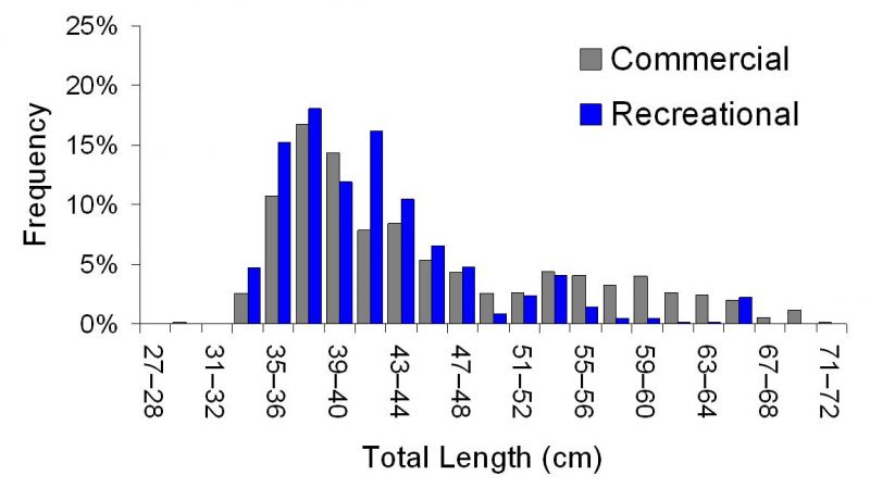 Length structure graph (total length v frequrency) of the 2012 commercial (grey) and recreational (blue) fishery for pearl perch.