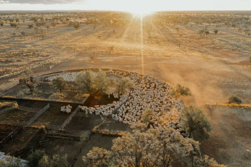 Aerial image of a rural landscape at sunrise, featuring a large flock of sheep gathered in circular enclosures surrounded by sparse trees and dry grasslands, with golden sunlight streaming across the scene, highlighting the vastness of the outback