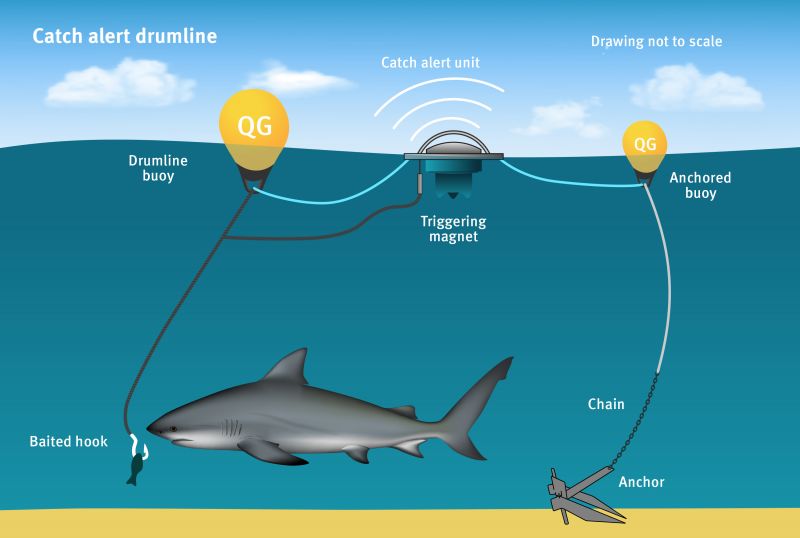 Diagram illustrating the catch alert drumline system, showing a baited hook, drumline buoy, catch alert unit with triggering magnet, anchored buoy, chain, and anchor underwater.