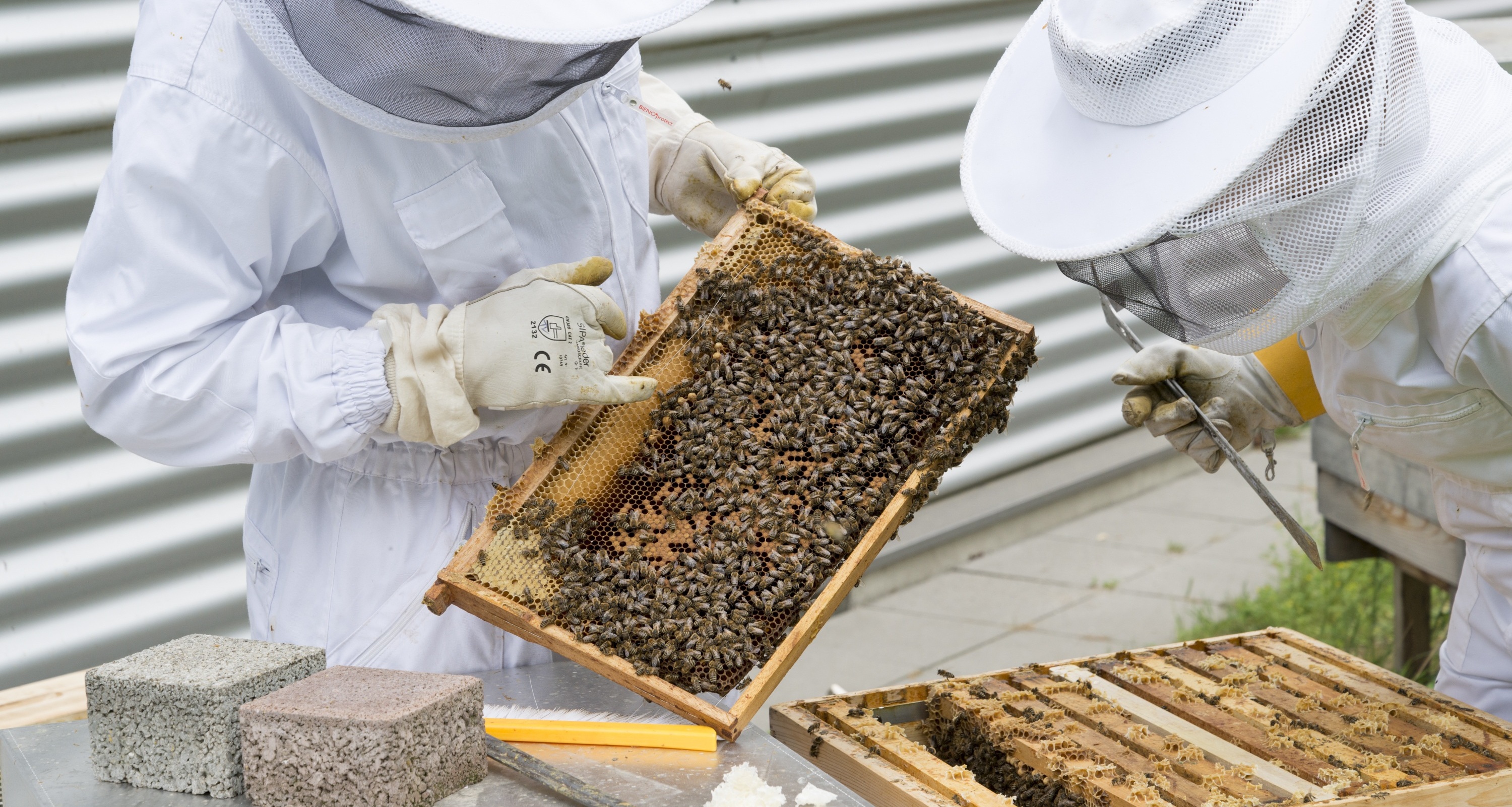 Community Bee Innovation Fund