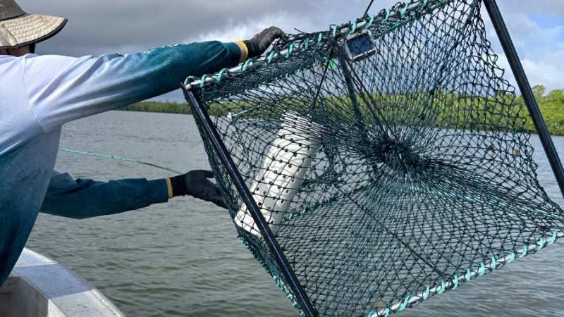 Fish traps