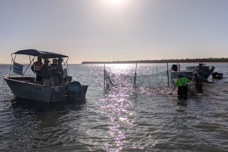 Fish traps are set in place and attract fish using bait or passively wait for fish to swim into them.