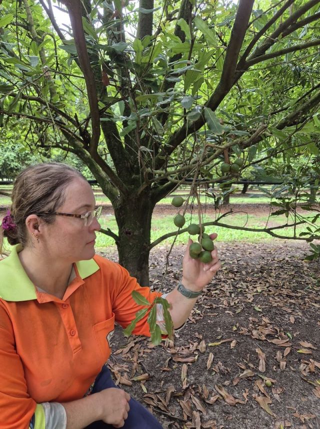 Researcher in a high-vis shirt inspects a cluster of green fruit hanging from a tree in an orchard.