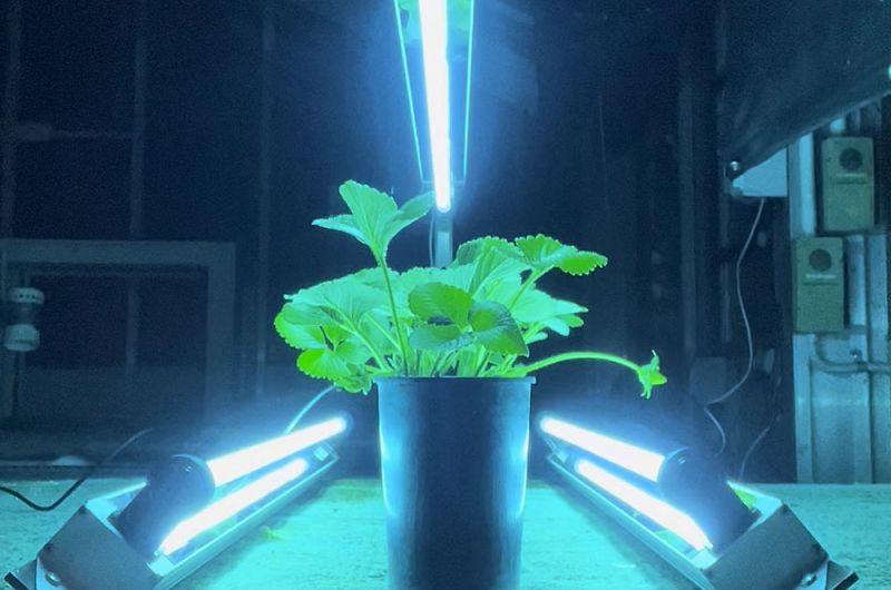 Potted strawberry plant lit by three UVC lamps in a glasshouse during a disease management trial.