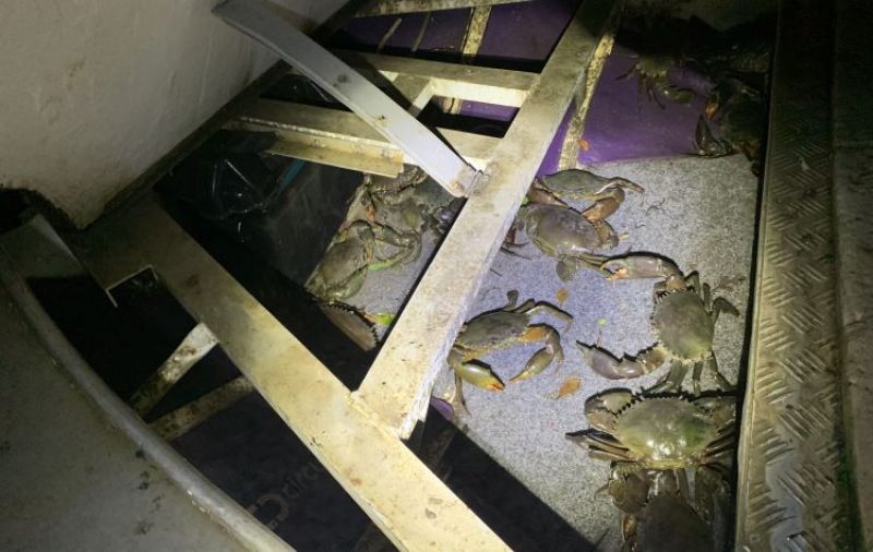Several mud crabs underneath the floorboards of a tinny, taken at night.
