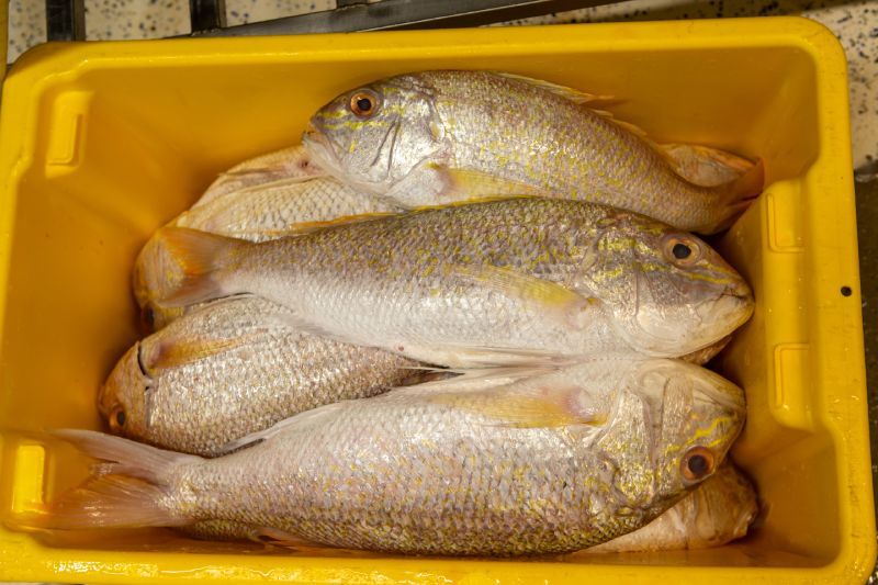 A fresh catch of fish lies in a yellow tub