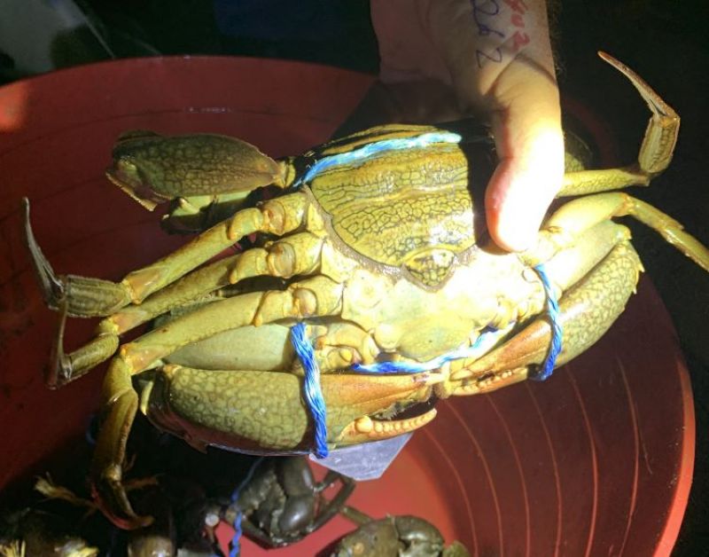 Fisheries patrol officer holding seized mud crab.