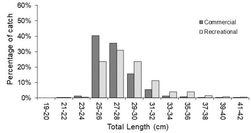 Length frequency of yellowfin bream for recreational and commercial fishing sectors.